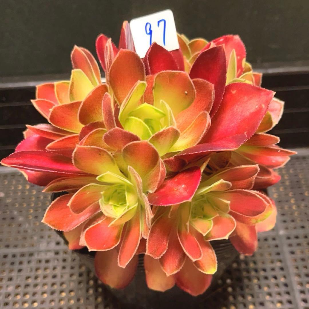 97#多肉植物アエオニウム❤️サラダボール中斑錦❤️6大頭12cm 拔き苗