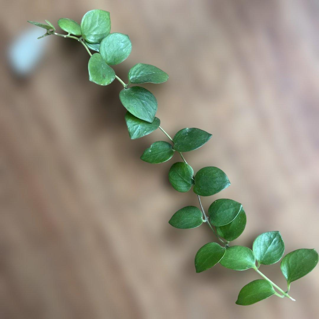 ①タイピンク　エスキナンサス　観葉植物