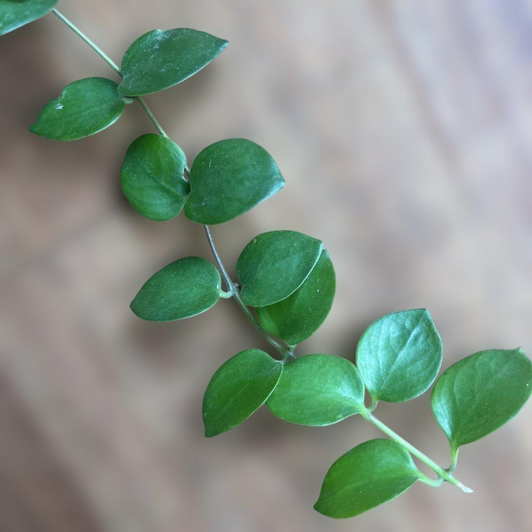 ①タイピンク　エスキナンサス　観葉植物
