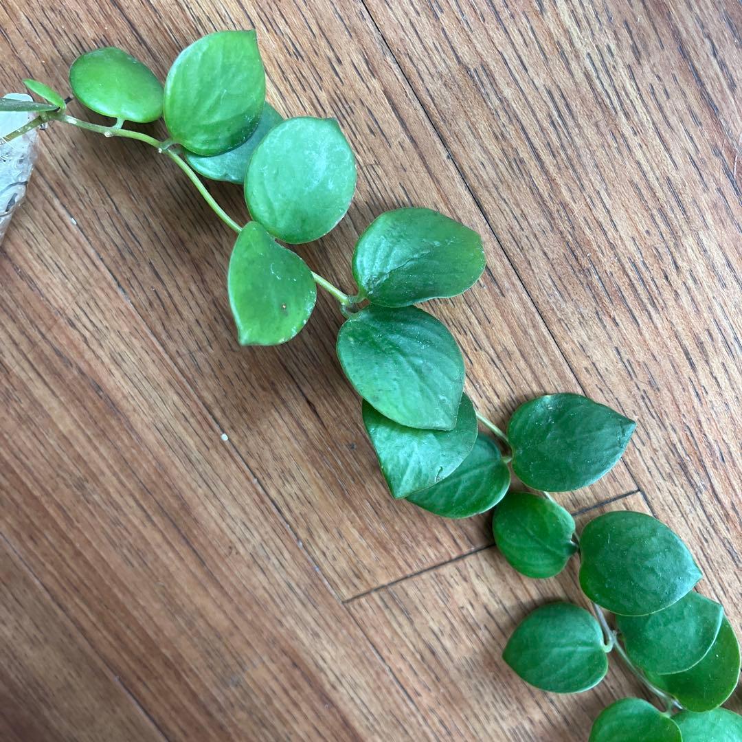 ①タイピンク　エスキナンサス　観葉植物
