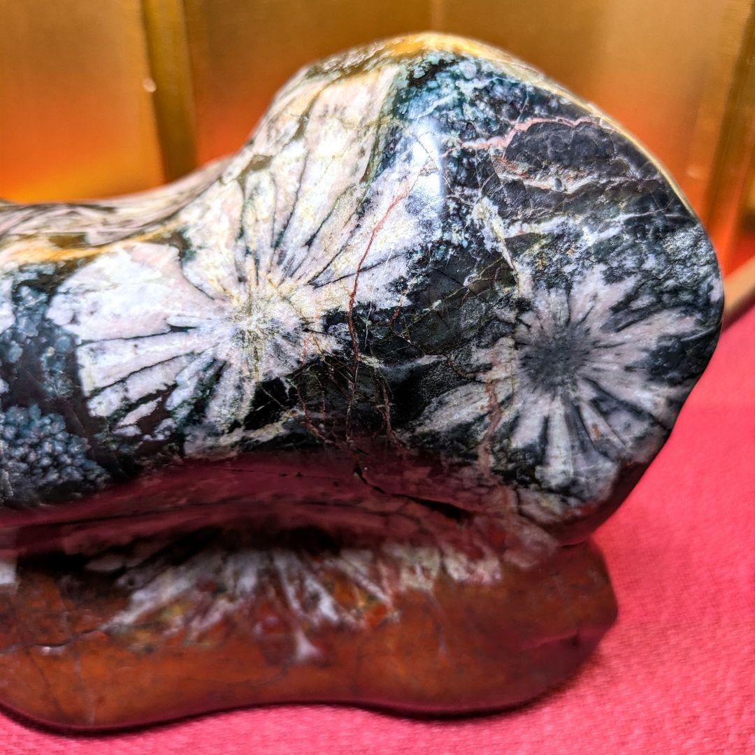 菊花石 岐阜県根尾谷産4.9㌔ 鑑賞石 観賞石 水石 盆石 天然石 三蓋松同種