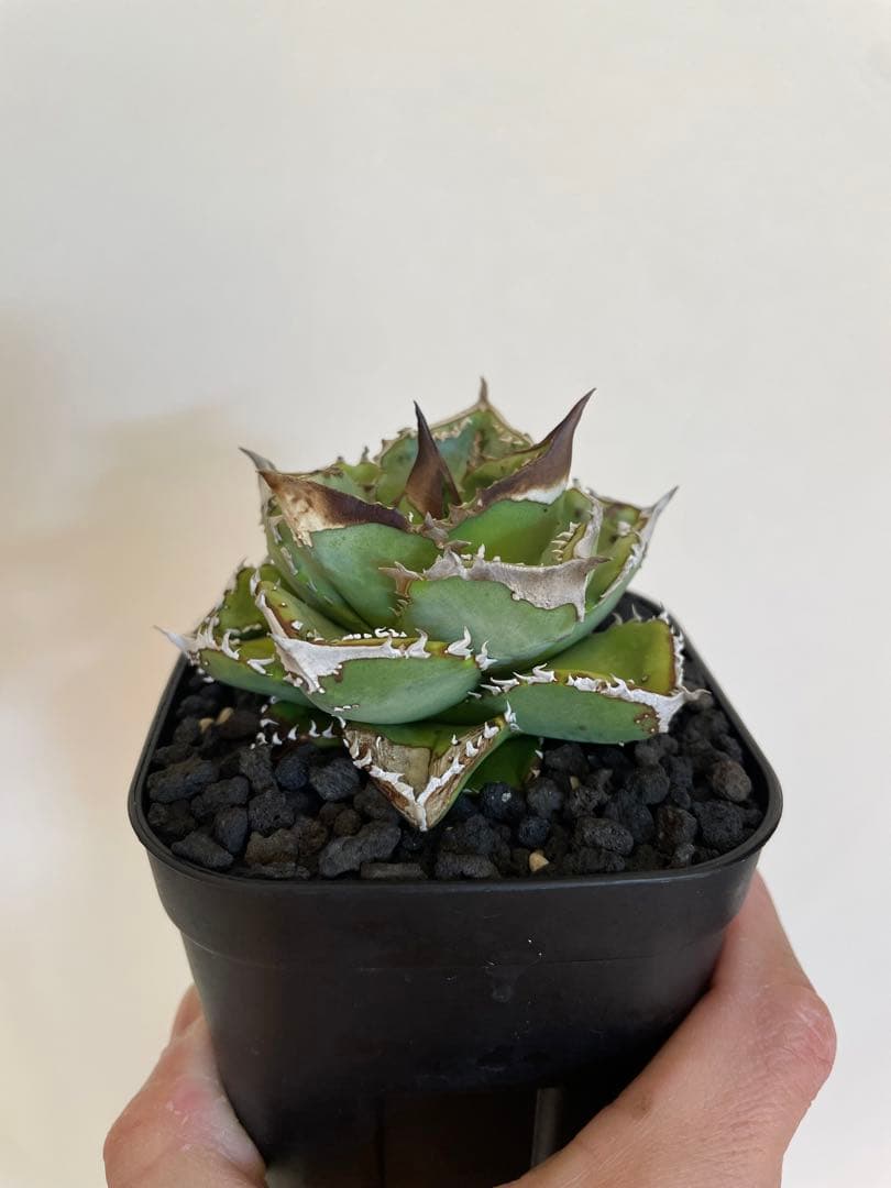 アガベチタノタ　鰐亀