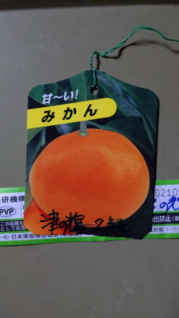 限定販売品！「津の輝」「せとか」３年生セット販売品！