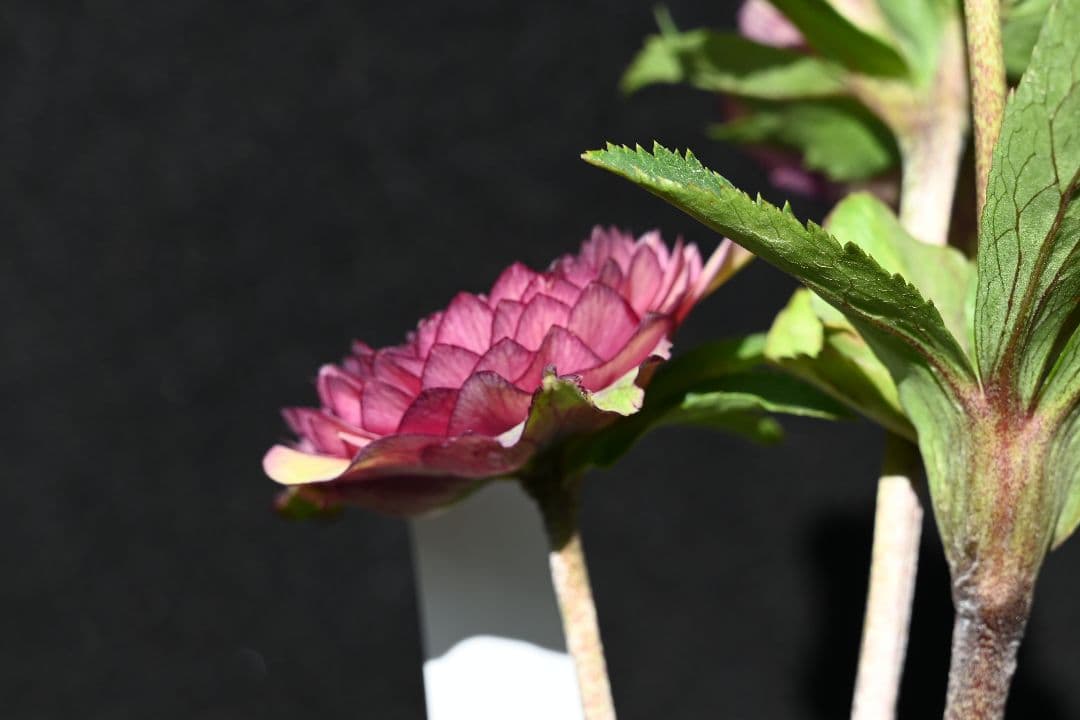 クリスマスローズ　特上！！ 今季初出品　アンティークメビウス　加藤農園