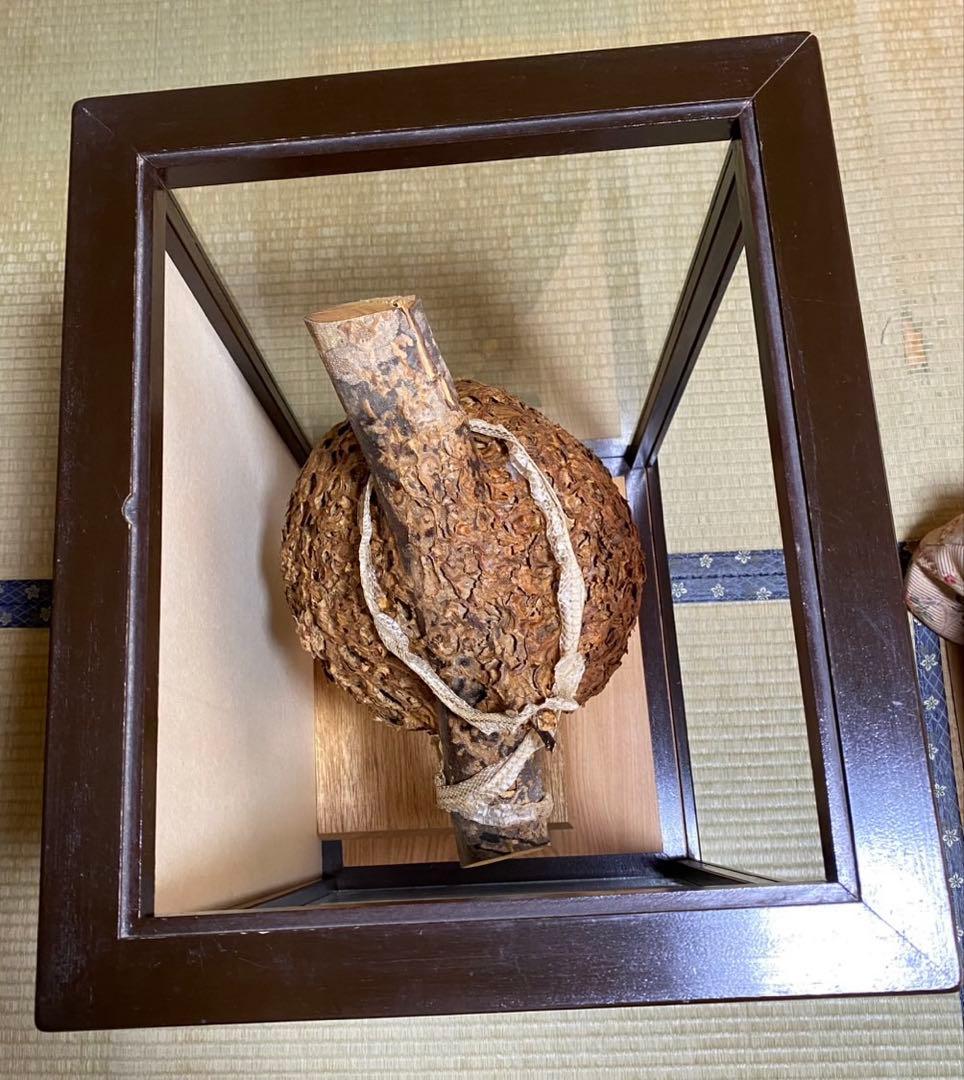 蜂の巣　木製ガラスケース入り 置物