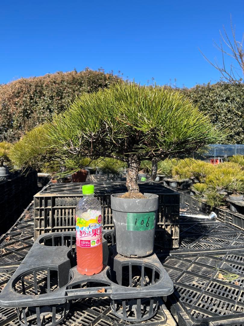 黒松盆栽　中品　樹齢約35年　106