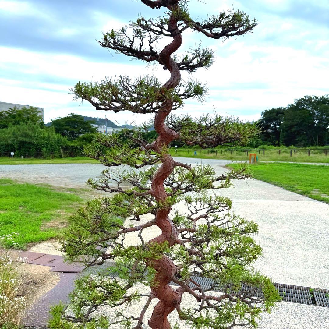 赤松『全長235cm』　引き取り限定。配達も可能。配達の場合、植込み無料