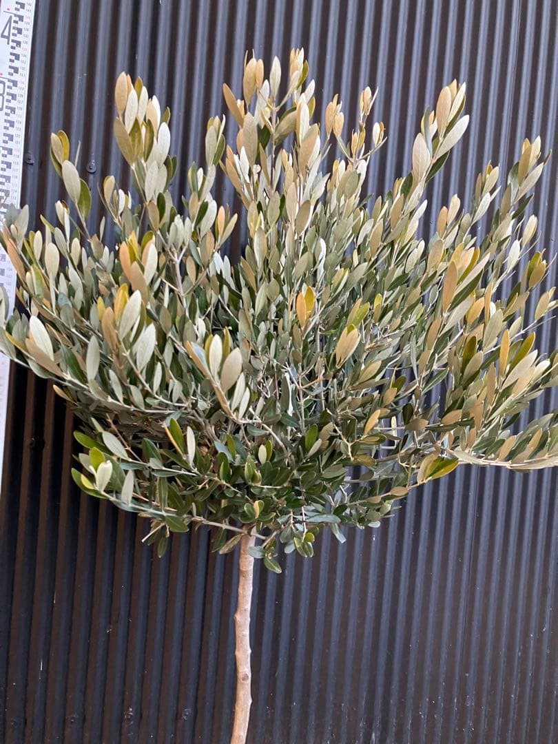 オリーブの木　ミッション