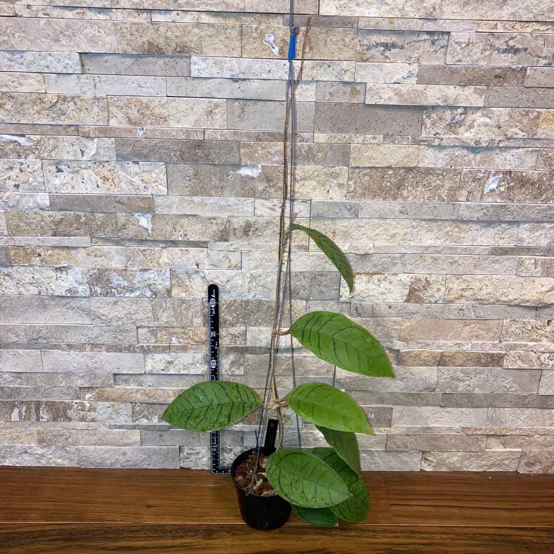 ホヤ カリストフィラ ジャイアント【現品・鉢付・タグ付・メルカリ便】サクララン