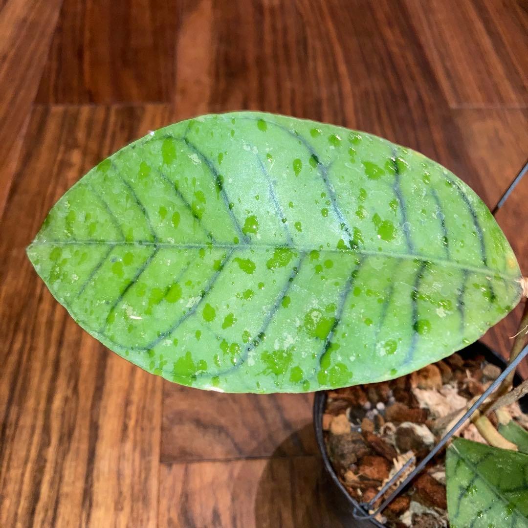 ホヤ カリストフィラ ジャイアント【現品・鉢付・タグ付・メルカリ便】サクララン