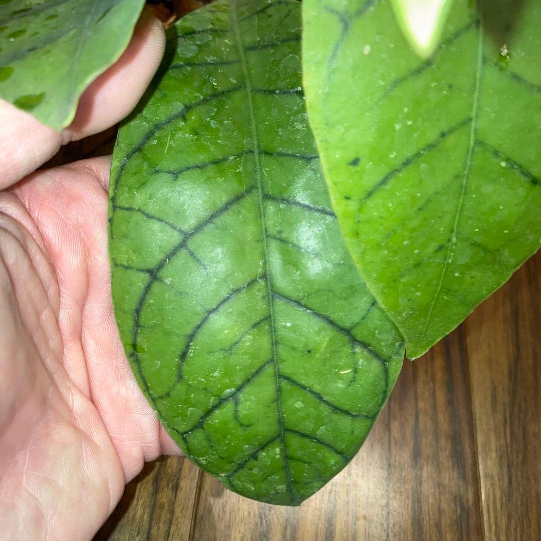 ホヤ カリストフィラ ジャイアント【現品・鉢付・タグ付・メルカリ便】サクララン