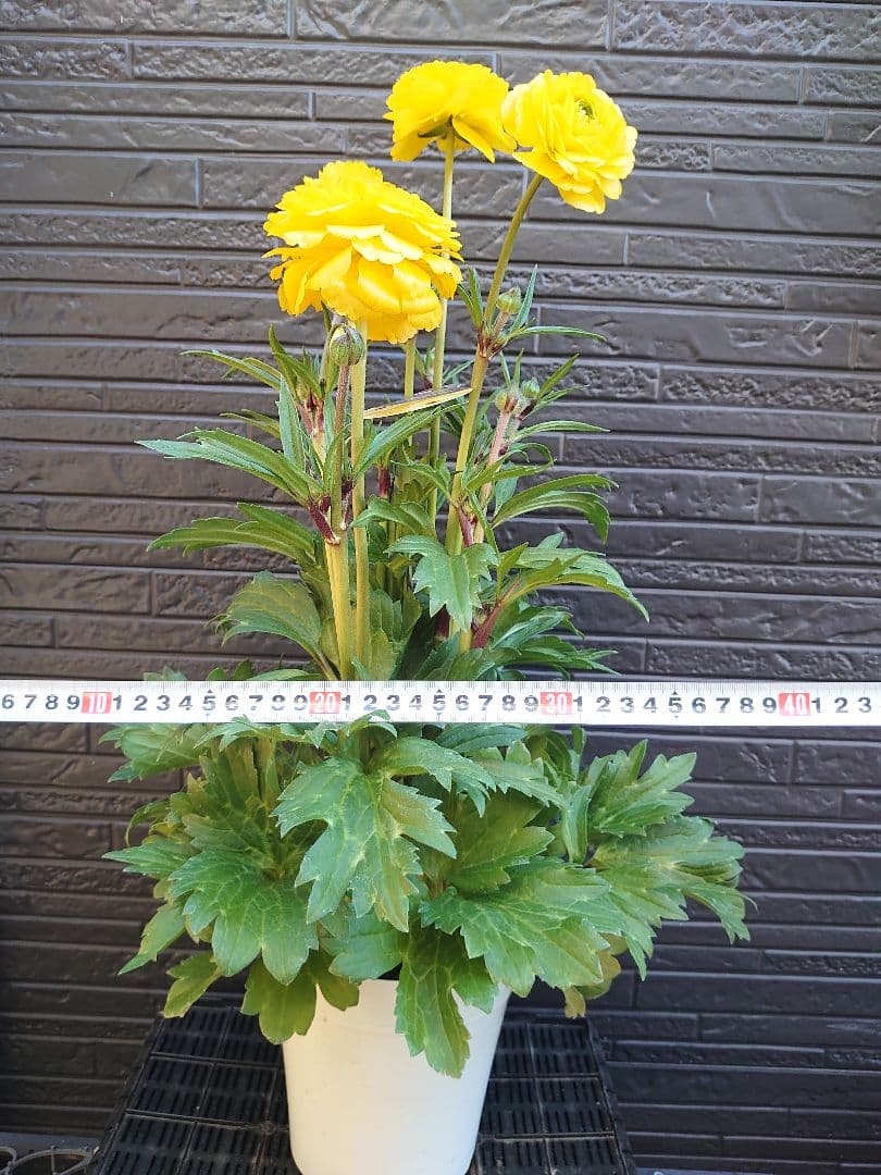 ラナンキュラスラックス　アルテミスII　変わり咲き　開花鉢