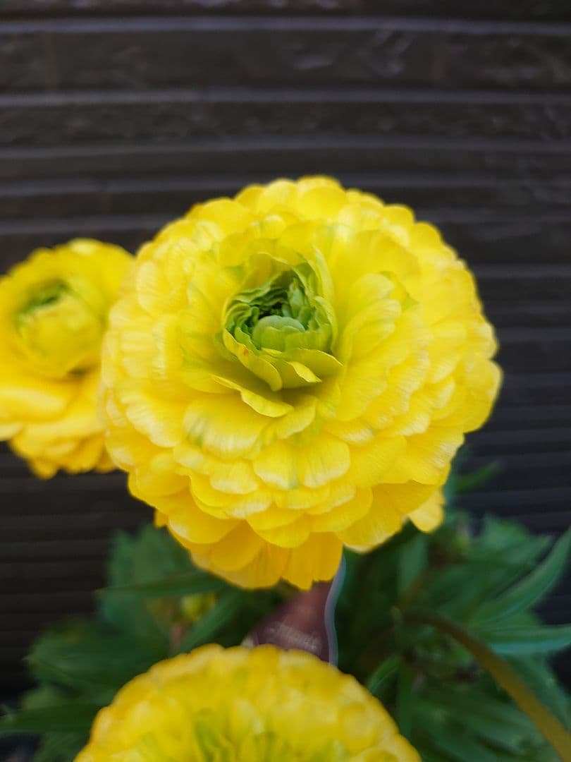 ラナンキュラスラックス　アルテミスII　変わり咲き　開花鉢