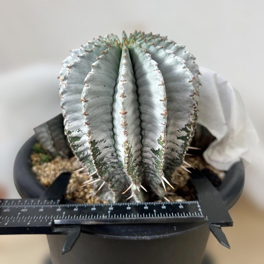 ユーフォルビア　ホリダ　白　子株付き　実生　①