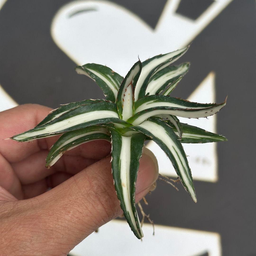 M*u様 3【上澳園芸】氷山白中斑 SSS級 極上斑入り白中斑錦 鮮明錦 （永久