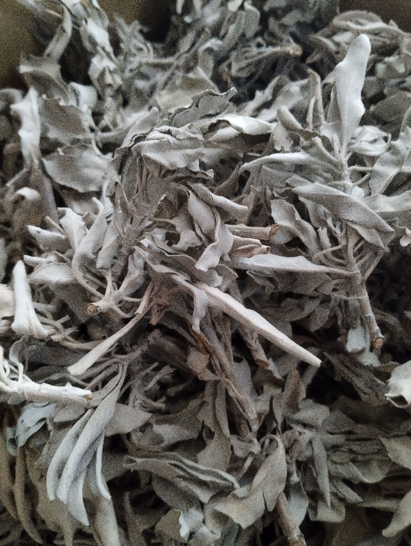 激安価格タイムセール☆無農薬ホワイトセージ枝付きクラスター１ｋｇ