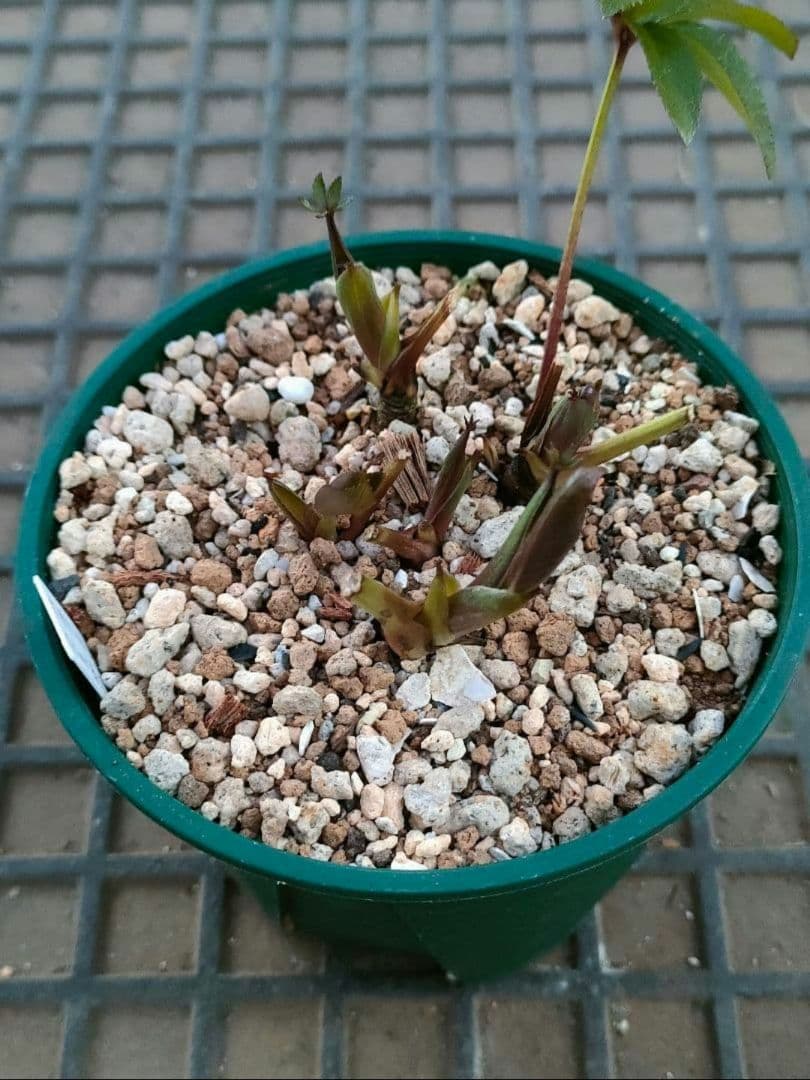 クリスマスローズ　超充実株　＆　大木ナーサリー4号鉢