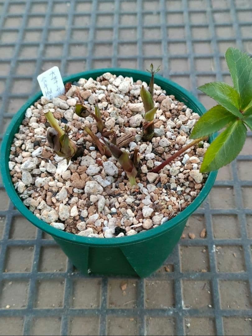 クリスマスローズ　超充実株　＆　大木ナーサリー4号鉢