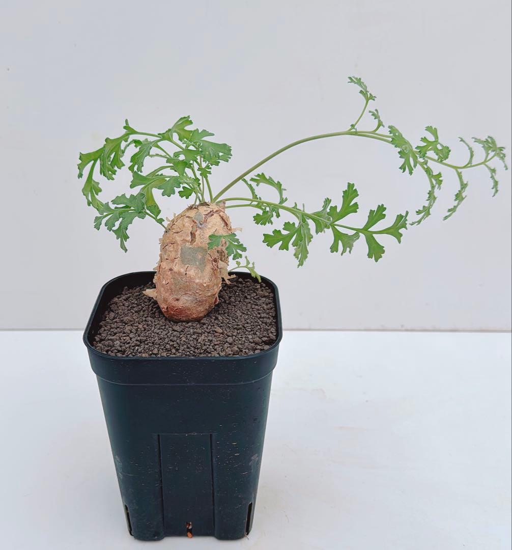 ペラルゴニウム　パラビフローラム