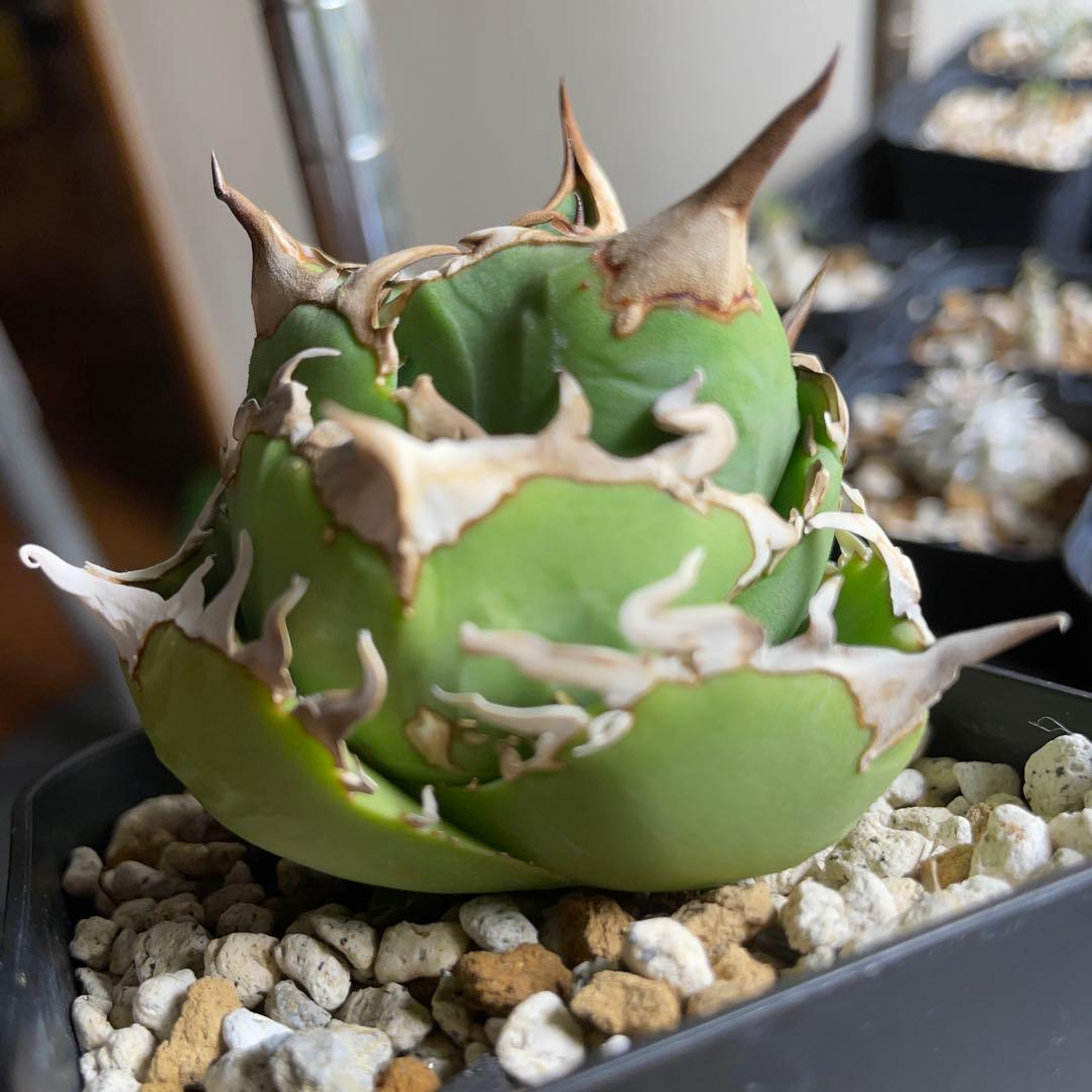 子株付き　親株出品　アガベ　チタノタ　COK CG01 追星　中株