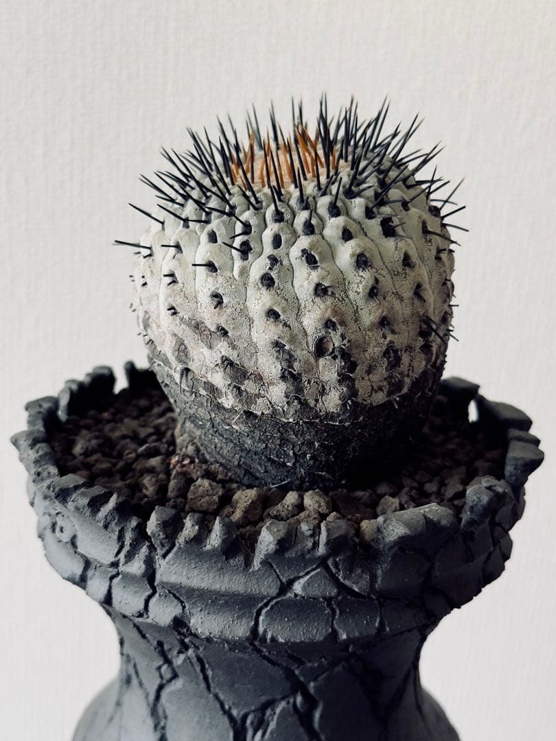 コピアポア Copiapoa コルムナアルバ　現地球　白肌美株　弧竜丸　黒王丸