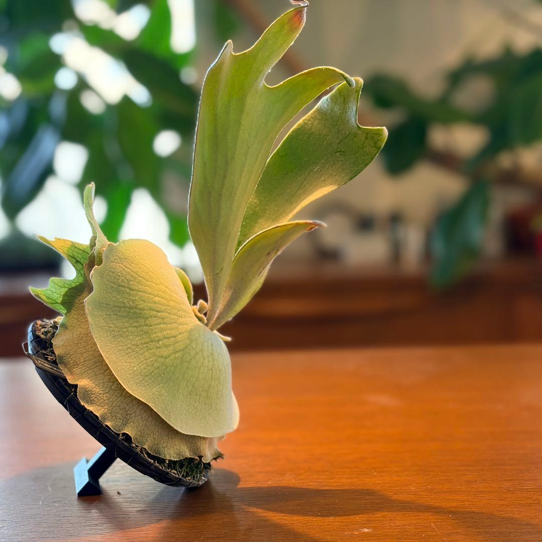 ビカクシダ P. Willinckii Celso Tatsuta