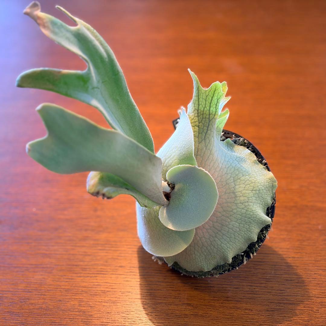 ビカクシダ P. Willinckii Celso Tatsuta