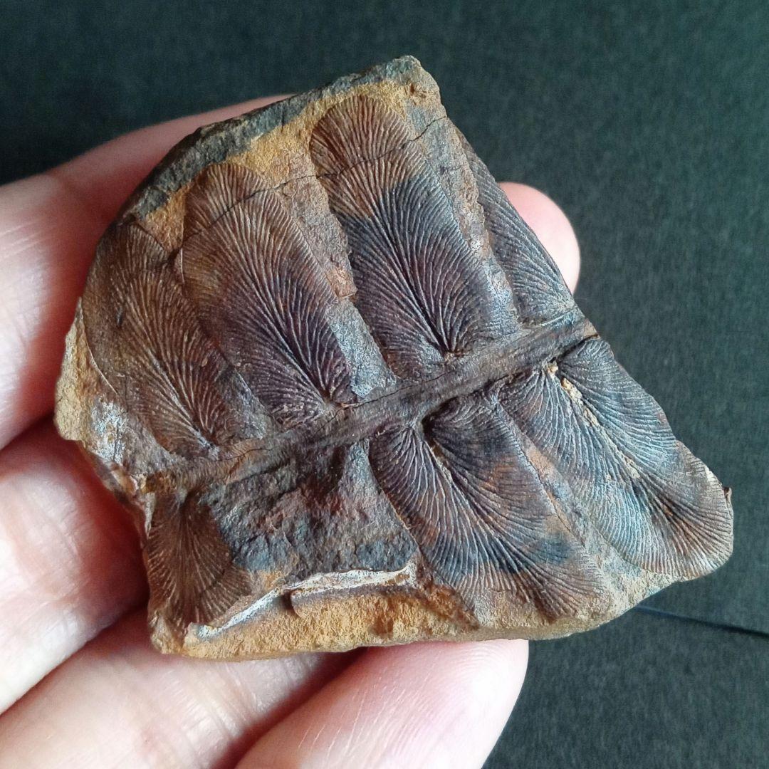 化石標本　植物　古生代　石炭紀　シダ種子類