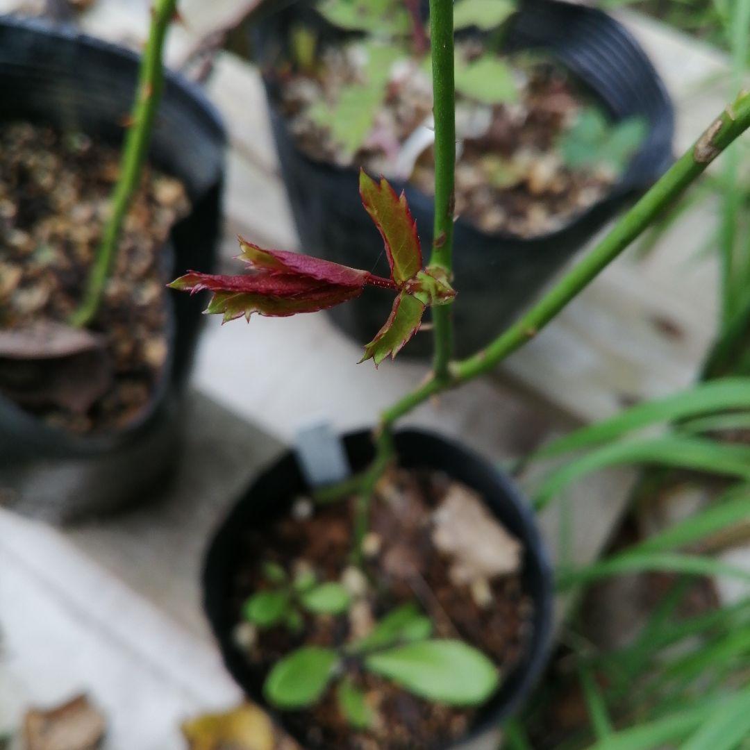 バラの挿し木苗　3本組　アンジェラ　エーデルワイス　パレード