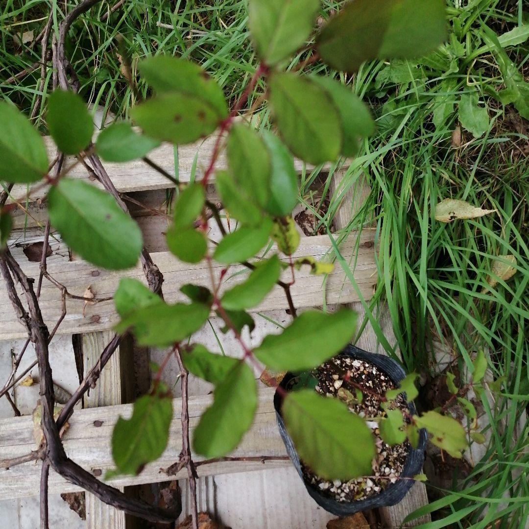 バラの挿し木苗　3本組　アンジェラ　エーデルワイス　パレード