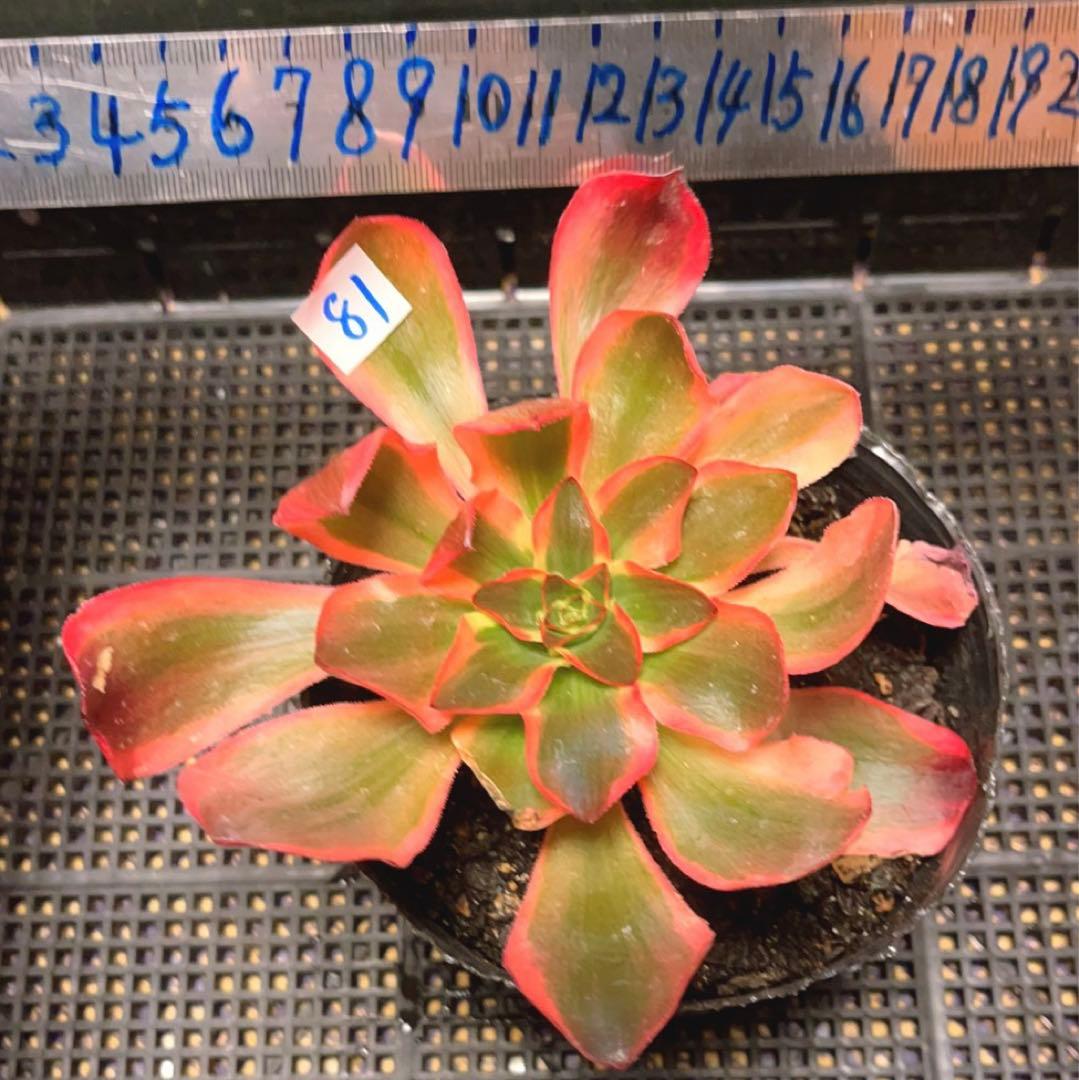 81#多肉植物❤️アエオニウム錦❤️Voo doo 錦❤️紅魔女❤️1大頭15cm拔き苗