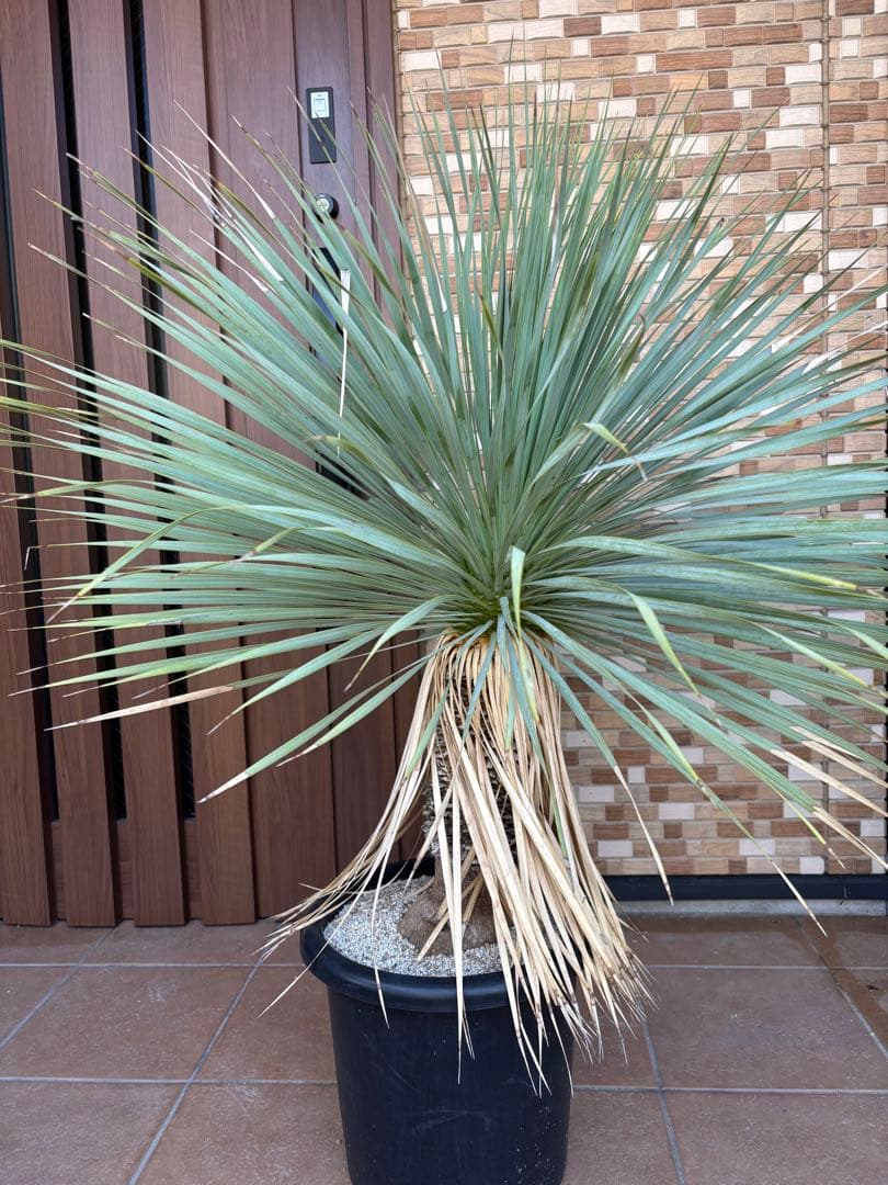 【タイ産】発根済　ユッカロストラータ