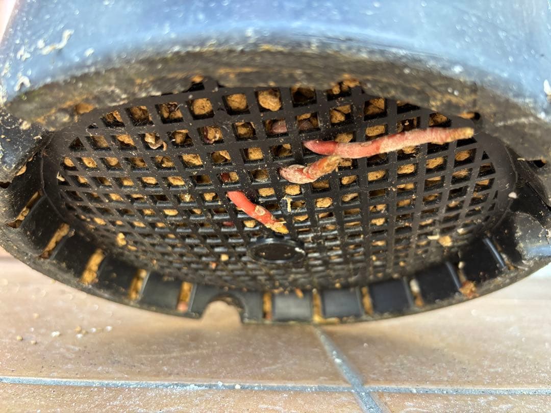 【タイ産】発根済　ユッカロストラータ