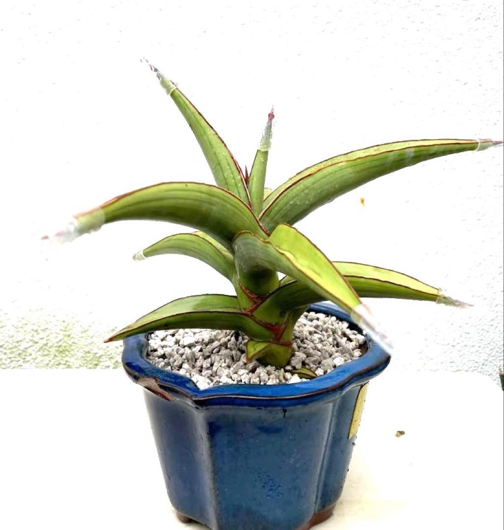 サンスベリア　ラブラノス23251 ハイパー　　イエローワンダー　希少