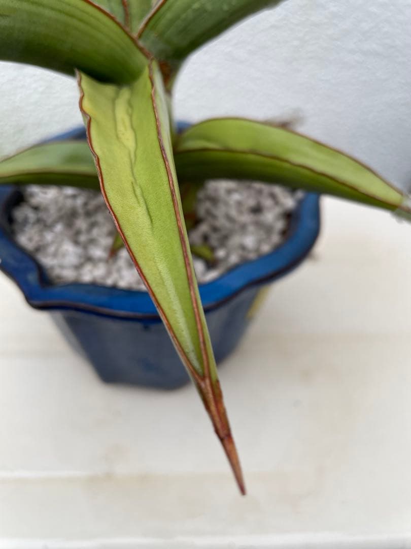 サンスベリア　ラブラノス23251 ハイパー　　イエローワンダー　希少