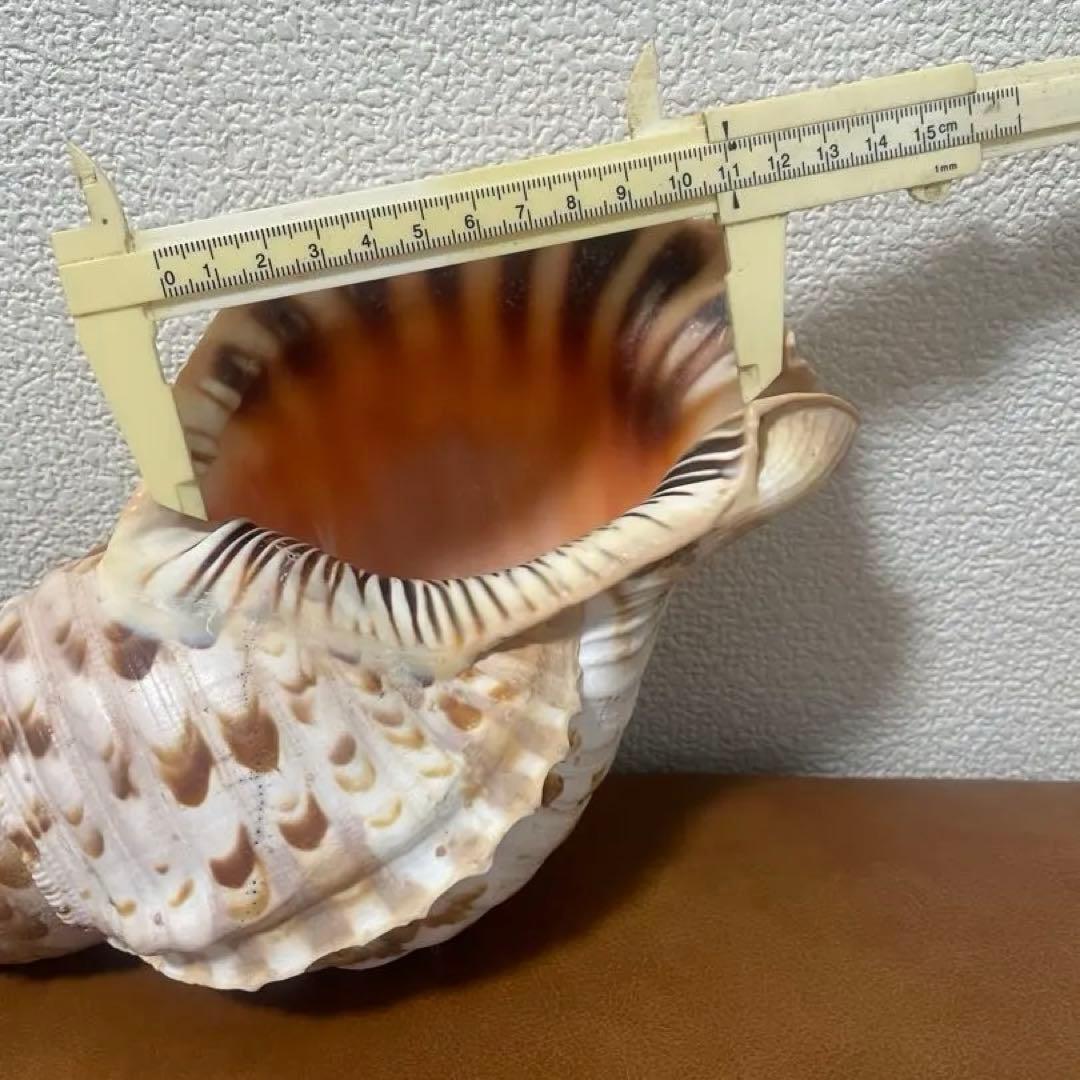 沖縄県産　法螺貝　天然ホラガイ（クリーム色×茶色模様）大型約30cm
