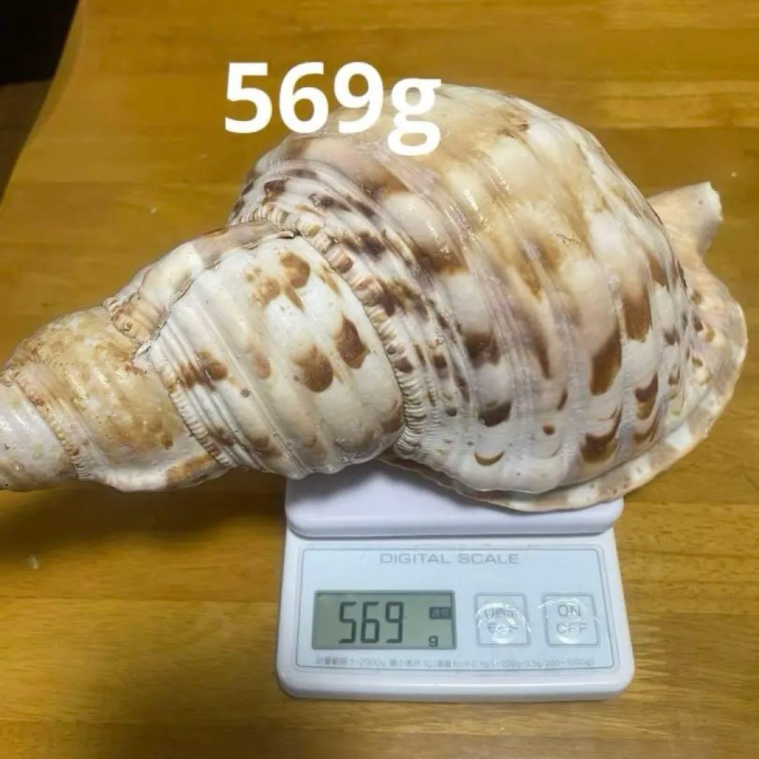 沖縄県産　法螺貝　天然ホラガイ（クリーム色×茶色模様）大型約30cm