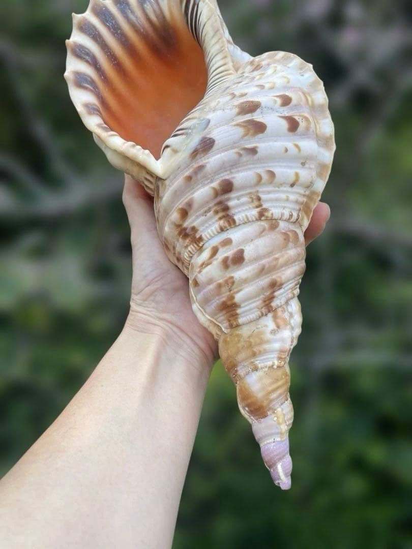 沖縄県産　法螺貝　天然ホラガイ（クリーム色×茶色模様）大型約30cm