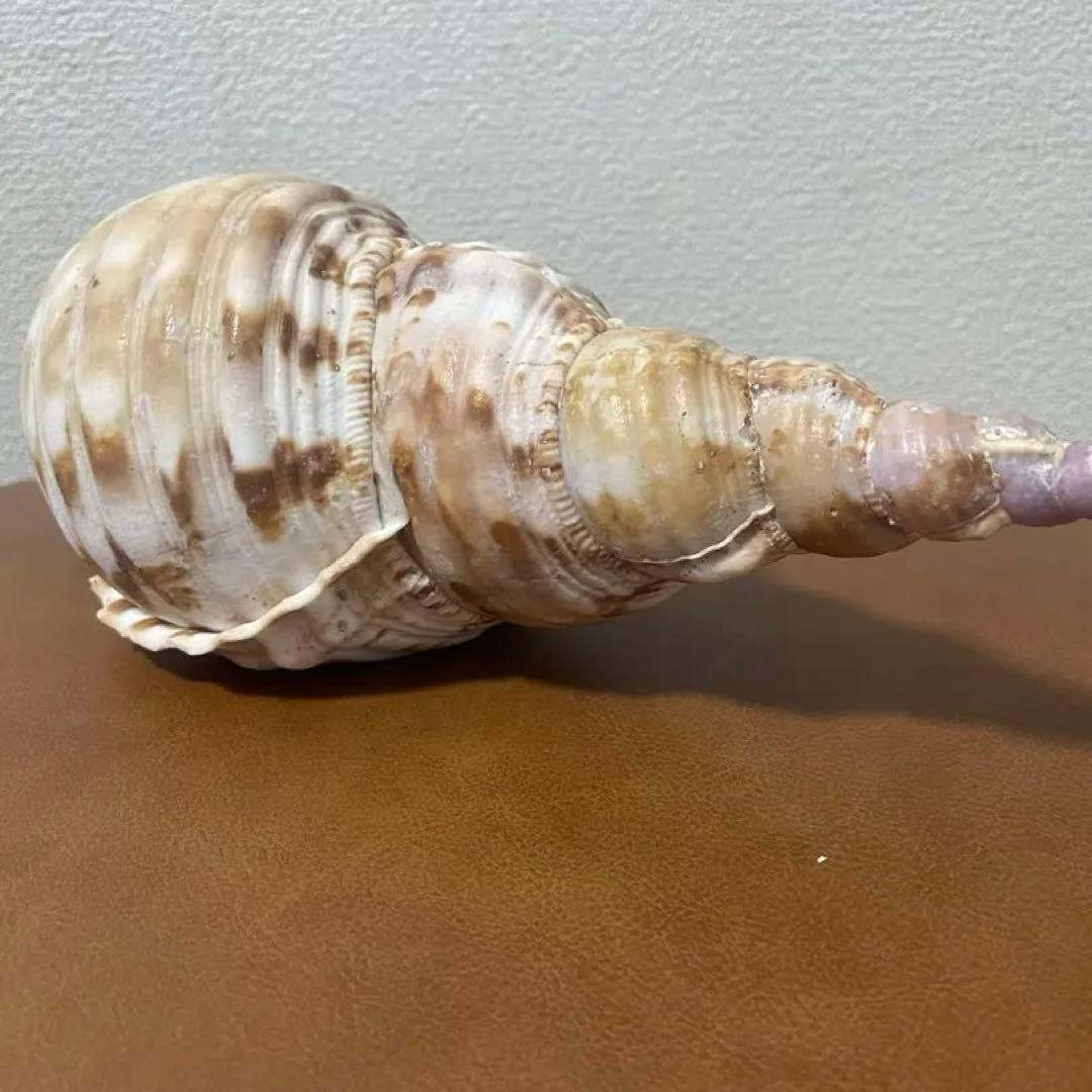 沖縄県産　法螺貝　天然ホラガイ（クリーム色×茶色模様）大型約30cm