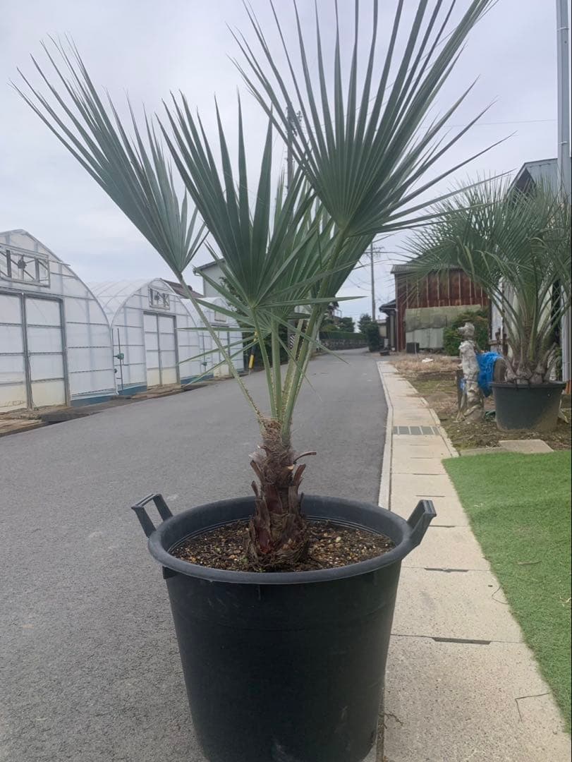 ブラヘア　アルマータ　　　　引取限定