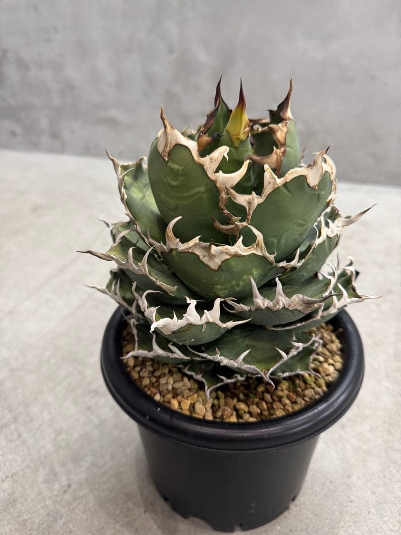 あのFO 親株　コレクション株　6号鉢　大株