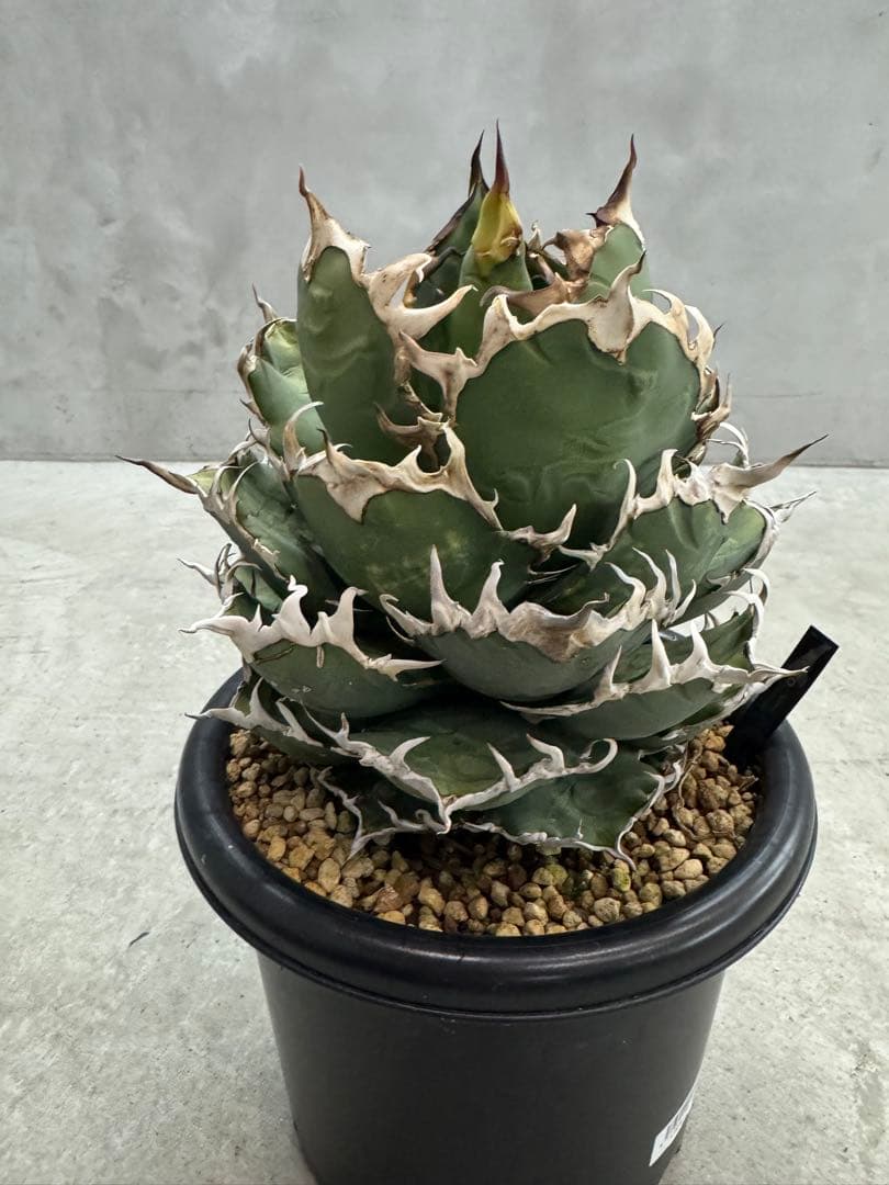 あのFO 親株　コレクション株　6号鉢　大株