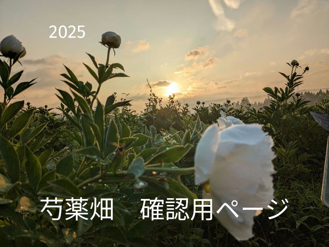 2025年　芍薬畑　確認用ページ