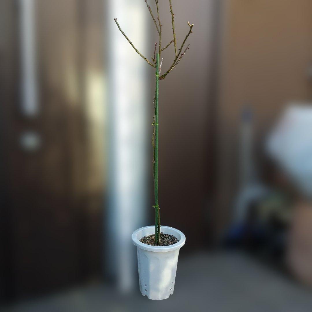 スタンダード仕立てバラ苗（ブルー花、四季咲)