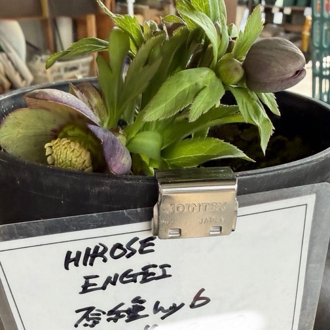 【広瀬園芸】原種交配　クリスマスローズ　トルカータス系ベインss《2/13》