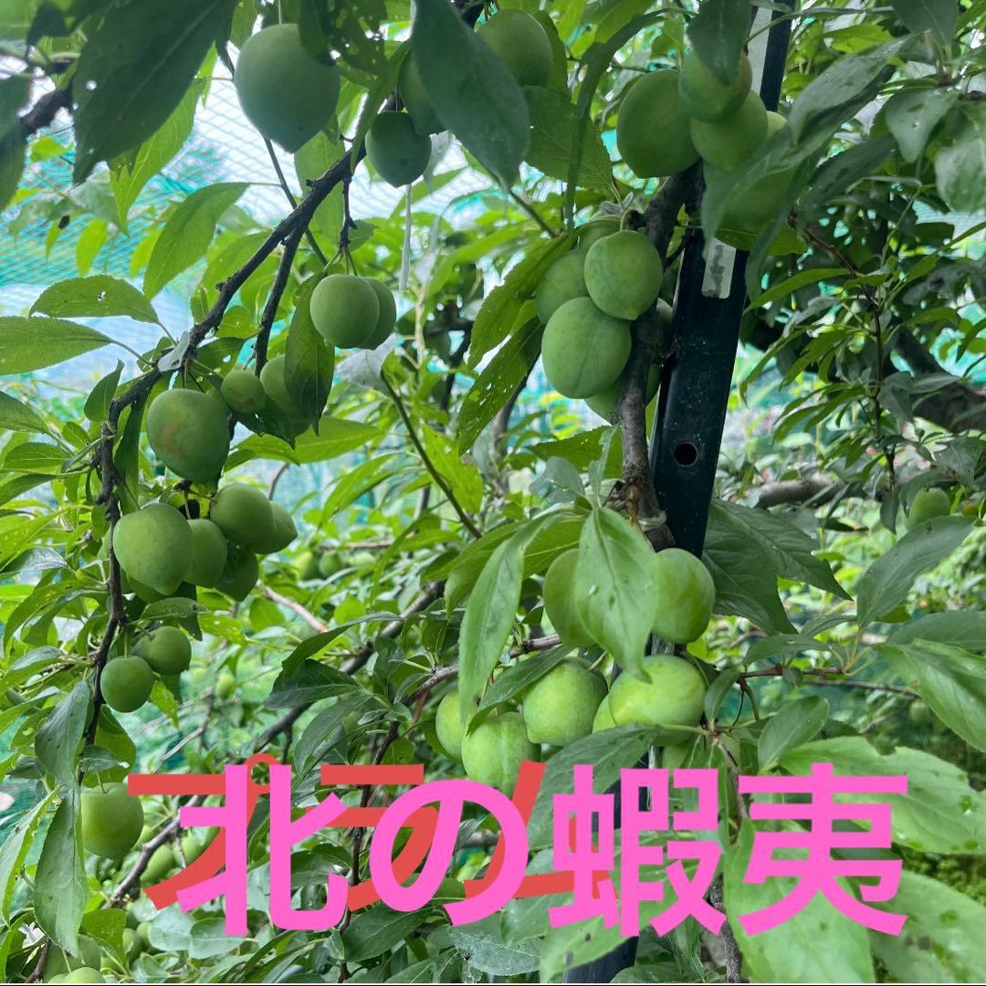 プラムの苗木　成木15年