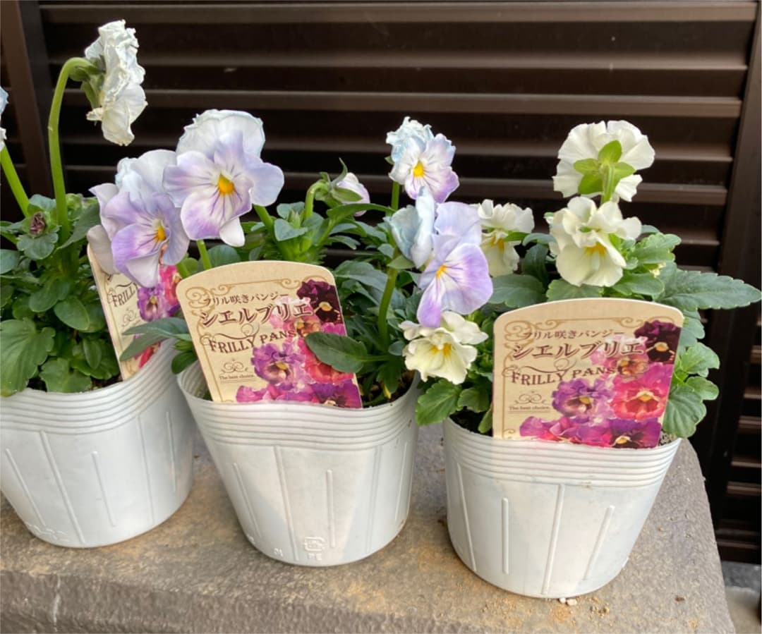 ビオラ　シェルブリエ　苗