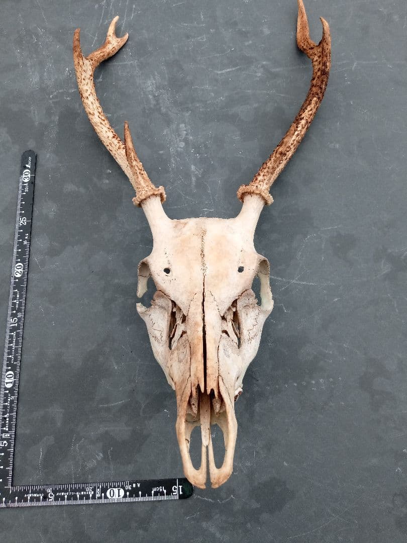 鹿の角　頭がい骨