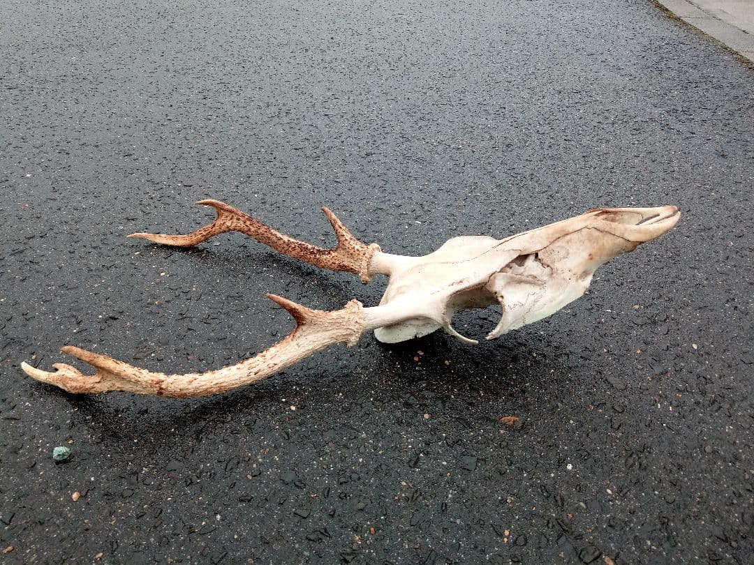 鹿の角　頭がい骨