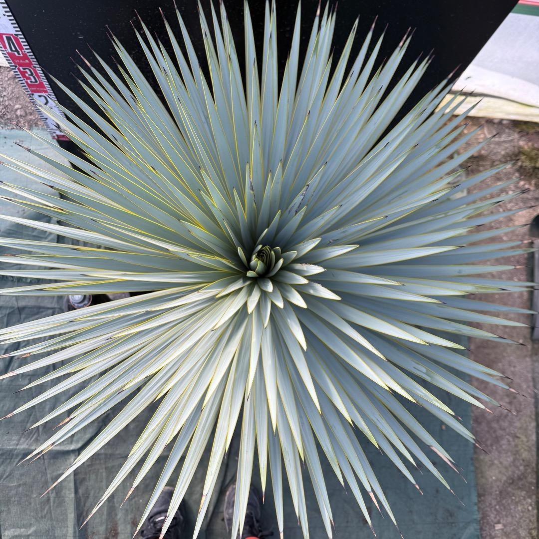 じ*も様 【AL1098】ユッカ　ロストラータ　美形　ホワイト個体